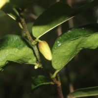 Miliusa zeylanica Gardner ex Hook.f. & Thomson